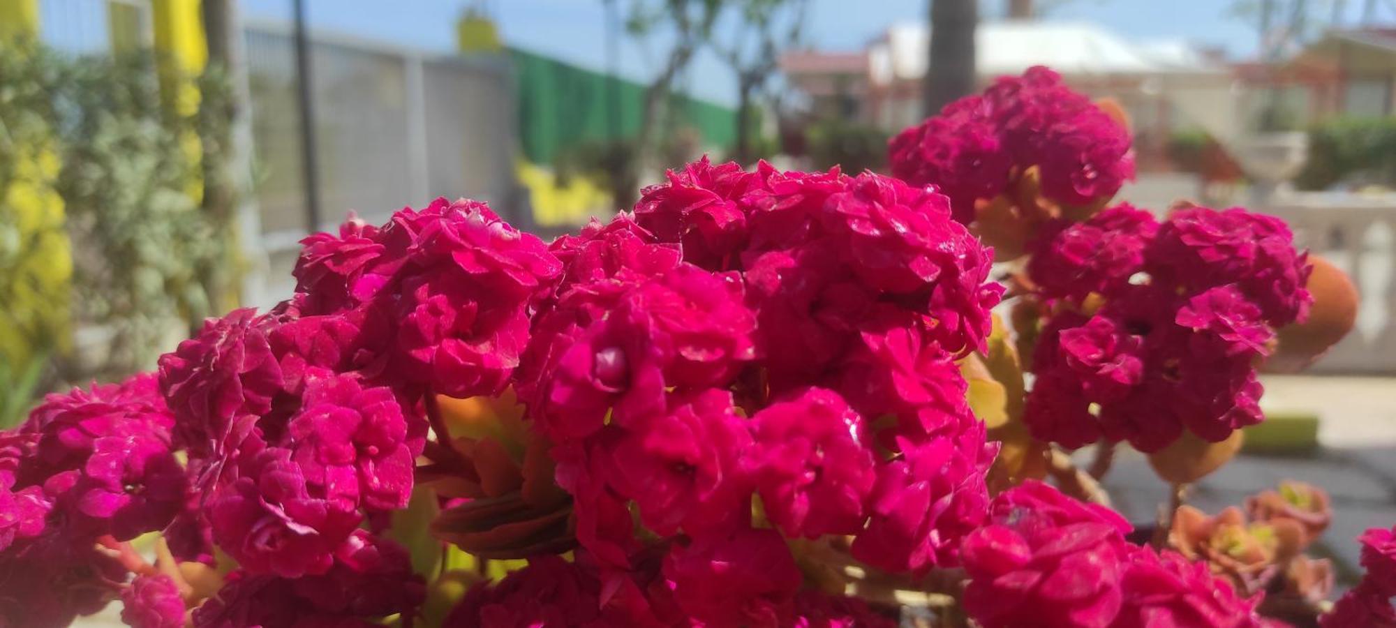 Villaggio Albergo Cervo Zapponeta Kültér fotó